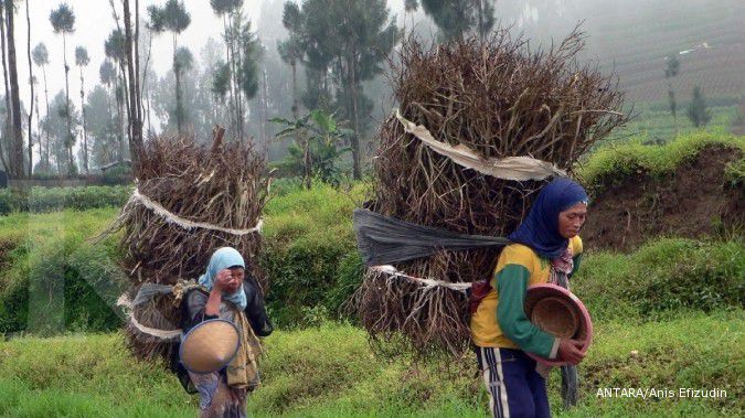 Sulit Dapatkan Elpiji 3 Kg, Warga Beralih ke Kayu Bakar