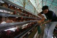 Telur Bebas Sangkar, Kenali Sistem Pemeliharaan Ayam Petelur