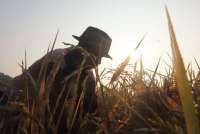 Selamat Hari Pangan Sedunia 2025, Ini 30 Contoh Ucapan yang Penuh Refleksi