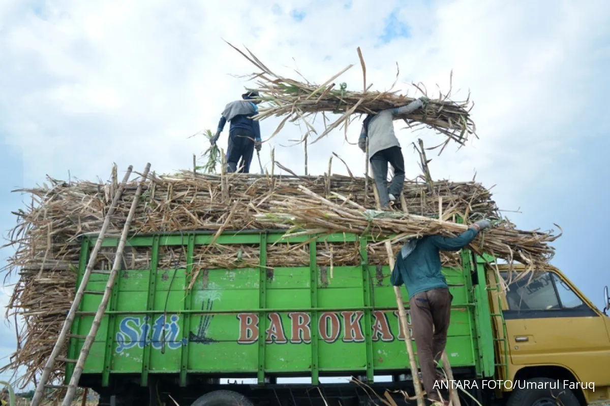 BPDP Tebu dinilai sebagai solusi menuju swasembada gula