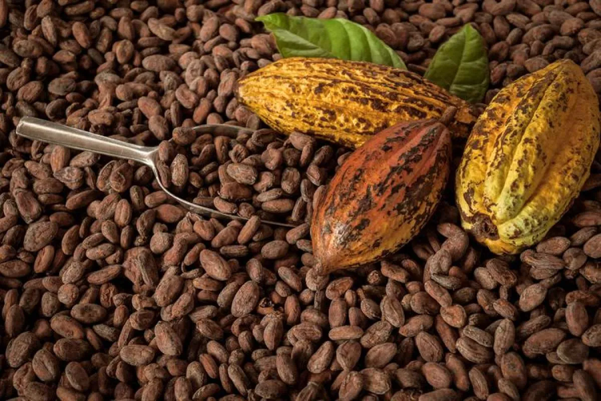 Petani Kakao Butuh Ekstensifikasi Lahan untuk Tingkatkan Produktivitas
