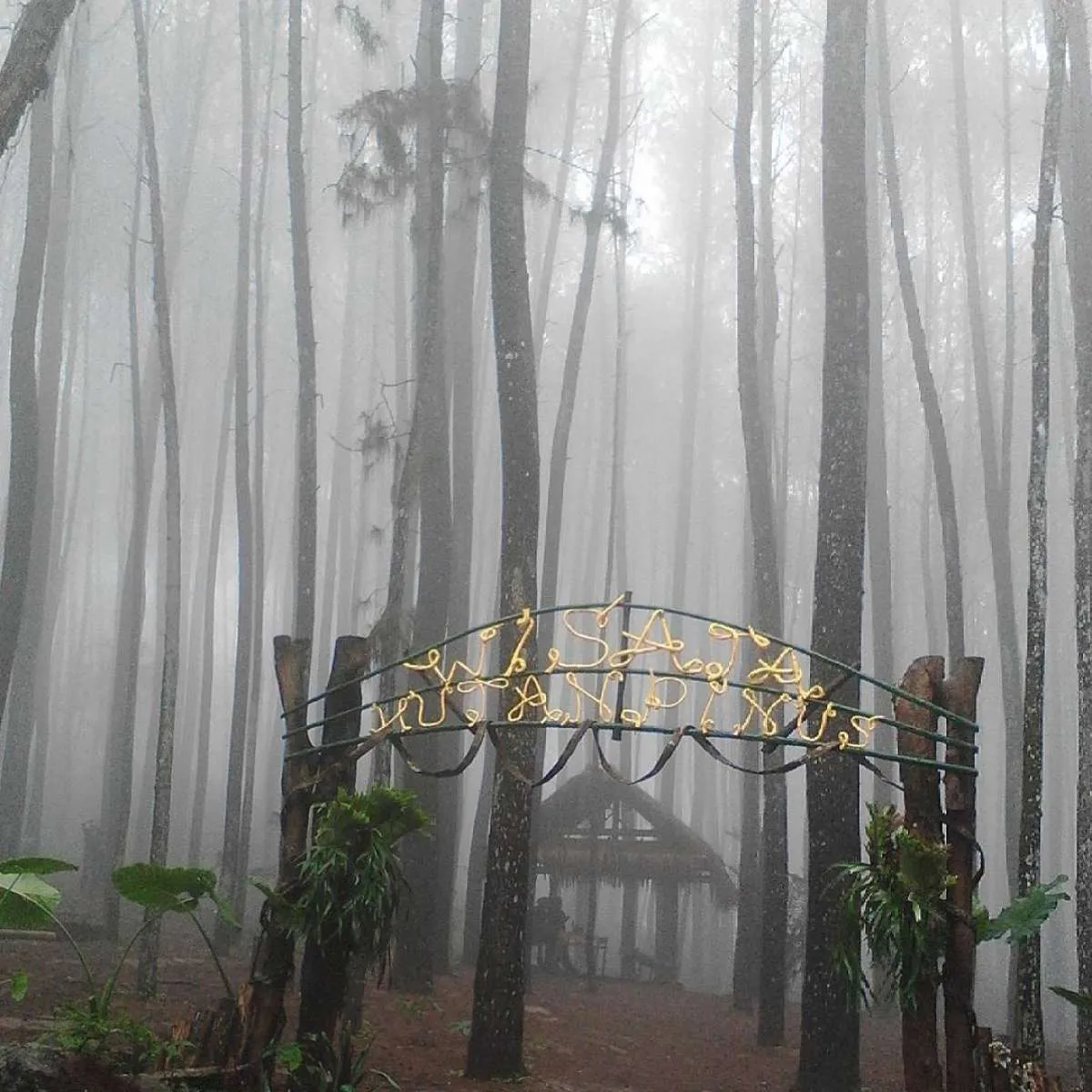 Pelesiran ke Yogyakarta, Hutan Pinus Mangunan bisa masuk daftar