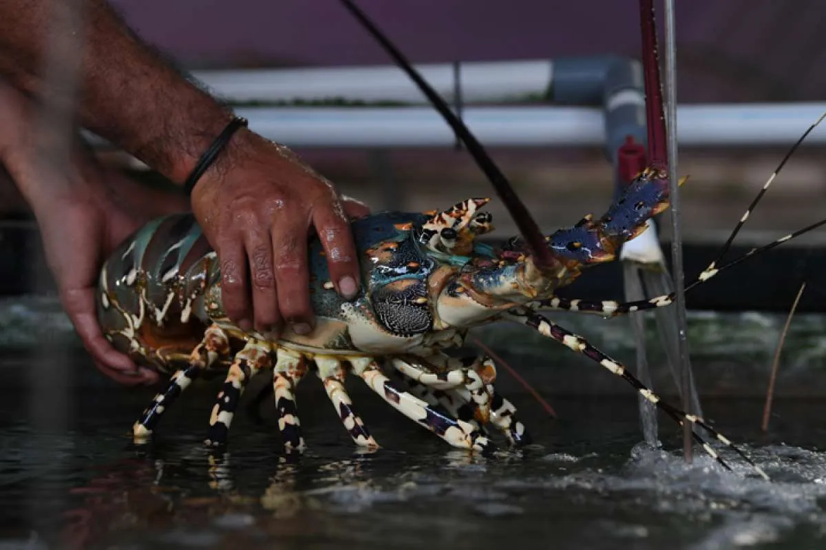 Larangan ekspor benih lobster dicabut, Faisal Basri: Sudah gila itu! 