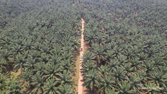 Sampoerna Agro (SGRO) Prepares Capex of up to Rp 700 Billion for This Year
