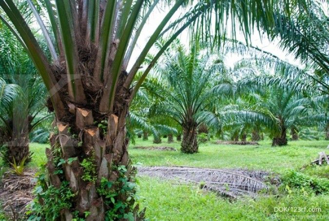  BPDP siapkan program dana abadi kelapa sawit 