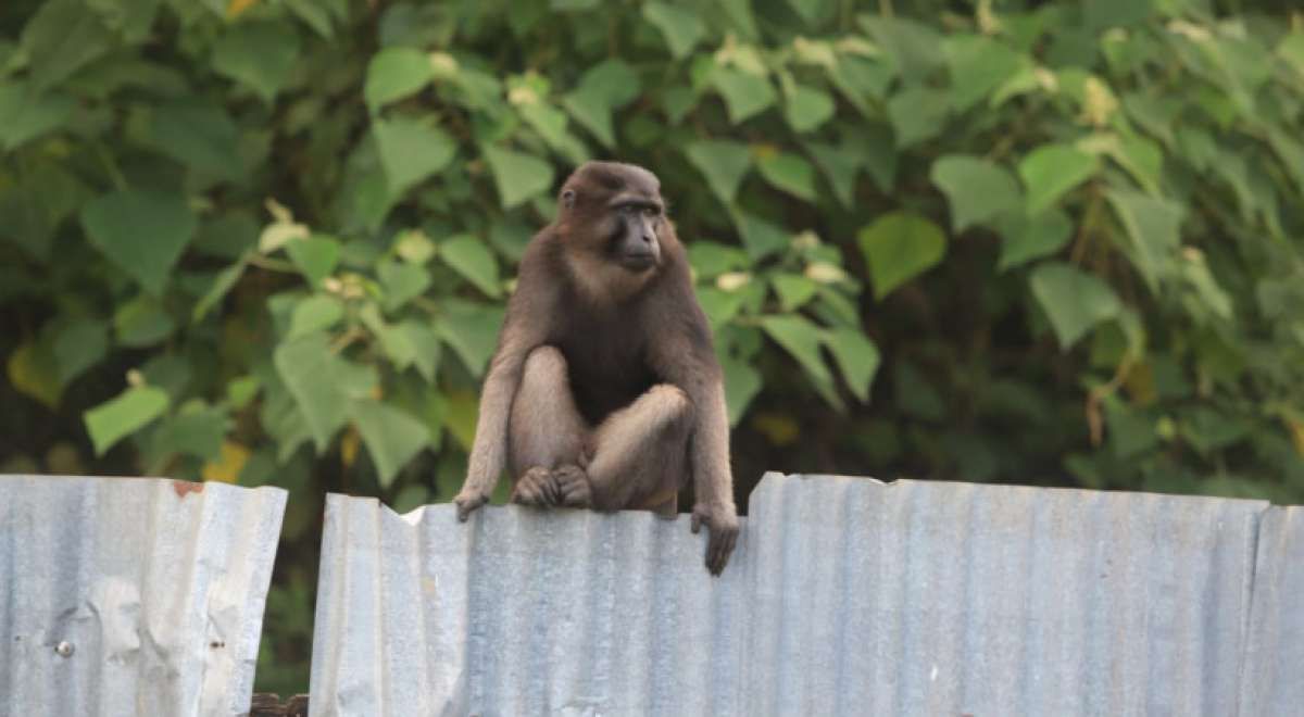 Kera Hitam Tonkean, Satwa Endemik yang Tergusur Gemerlap Industri Nikel di Bahodopi