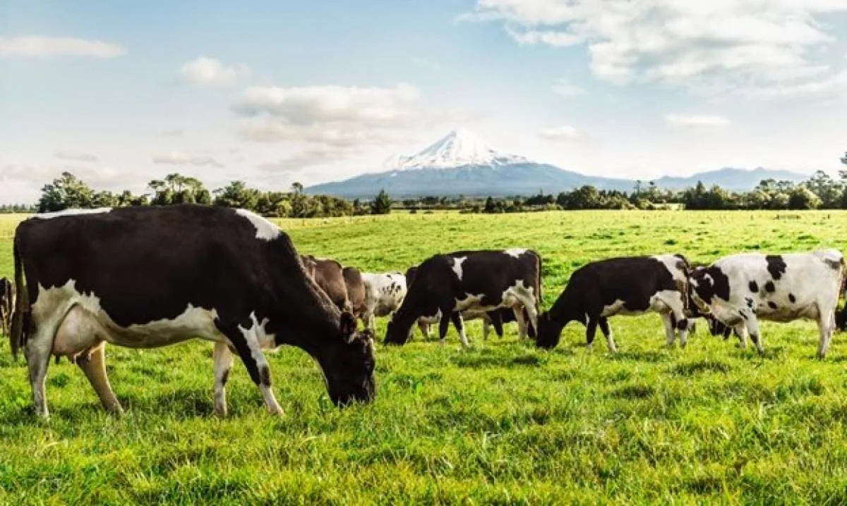 Mengenal Susu Grass-fed: Pilihan Terbaik untuk Penuhi Gizi Harian Orang Dewasa