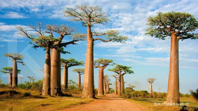 5 Manfaat Baobab Oil untuk Kecantikan Kulit dan Rambut