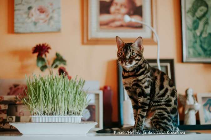 Bukan Hanya Menggemaskan, 15 Ras Kucing Ini Juga Sangat Pintar