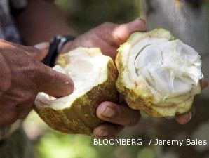 November, ekspor kakao terancam anjlok