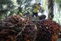Indonesia has Seized 5 Million Hectares of Palm Oil Plantations, Task Force Says