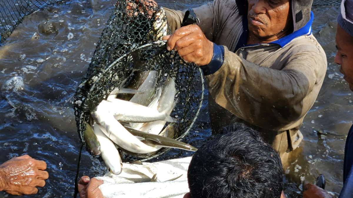 Berkah Devisa Bagi Warga Desa Meunasah Asan Aceh Timur dari Umpan Pemancing Tuna