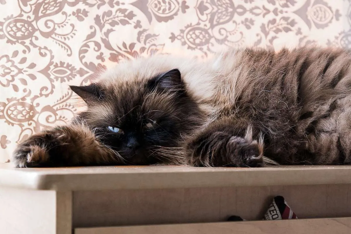 Bukan pemalas, ternyata ini alasan kucing suka tidur sepanjang hari