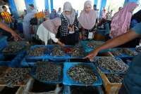 Sertifikasi Impor AS Jadi Ujian Baru bagi Ekspor Udang Indonesia