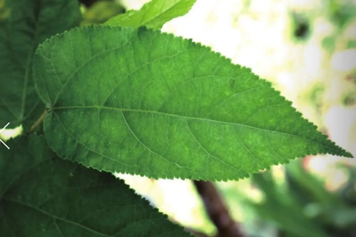 Daun jati belanda efektif menurunkan kolesterol bila dikonsumsi secara rutin