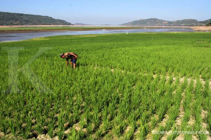 Kemarau, Kementan sebut produksi beras surplus