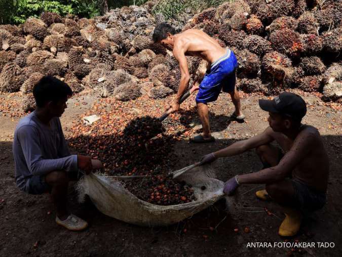 Menteri Pertanian Pastikan Harga TBS Sawit Petani Kembali Normal Pekan Depan