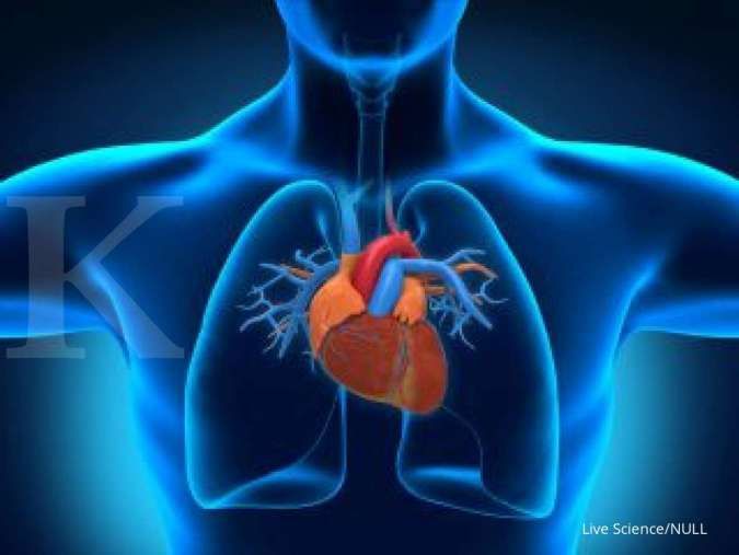 Mengenal jantung manusia: Struktur anatomi dan fungsinya