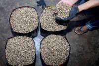  Ekspor Kopi Indonesia Menyusut