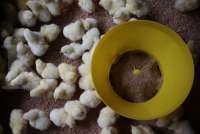 Simak Rekomendasi Saham Emiten Poultry di Tengah Pemulihan Harga Ayam