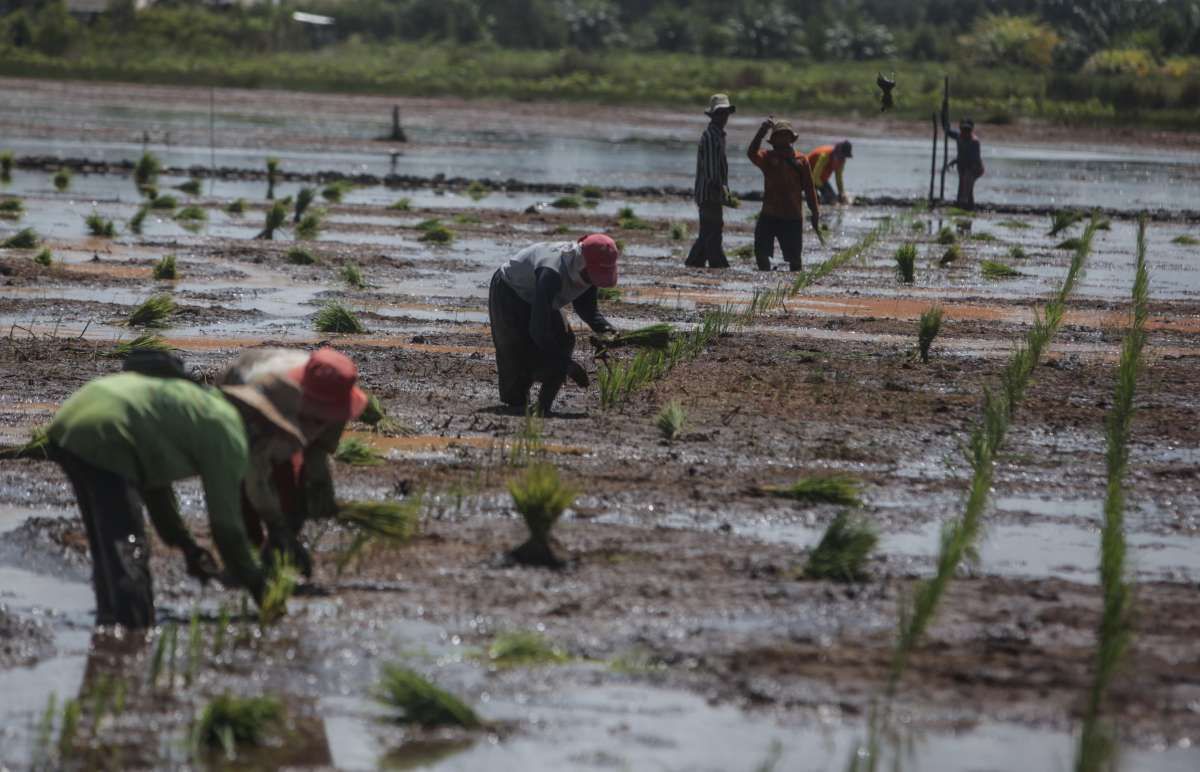 DPR Menolak Usulan Anggaran KLHK untuk Food Estate