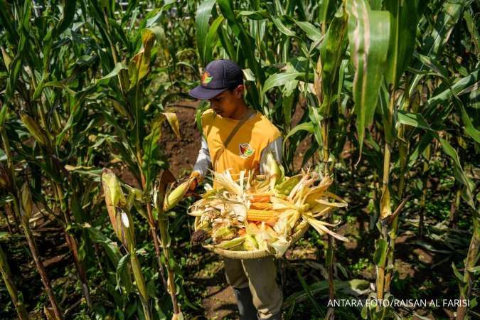 Syarat Diubah agar Bulog Bisa Serap Jagung Petani