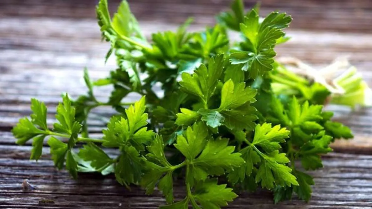 Selain Bisa Menurunkan Darah Tinggi, Ini Manfaat Peterseli untuk Kesehatan 