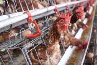 Harga Jagung & Pakan Ayam Meroket! Peternak Tetap Untung?