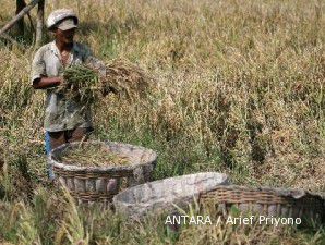 Meski produktivitas diprediksi naik, penyerapan gabah petani tetap rendah 