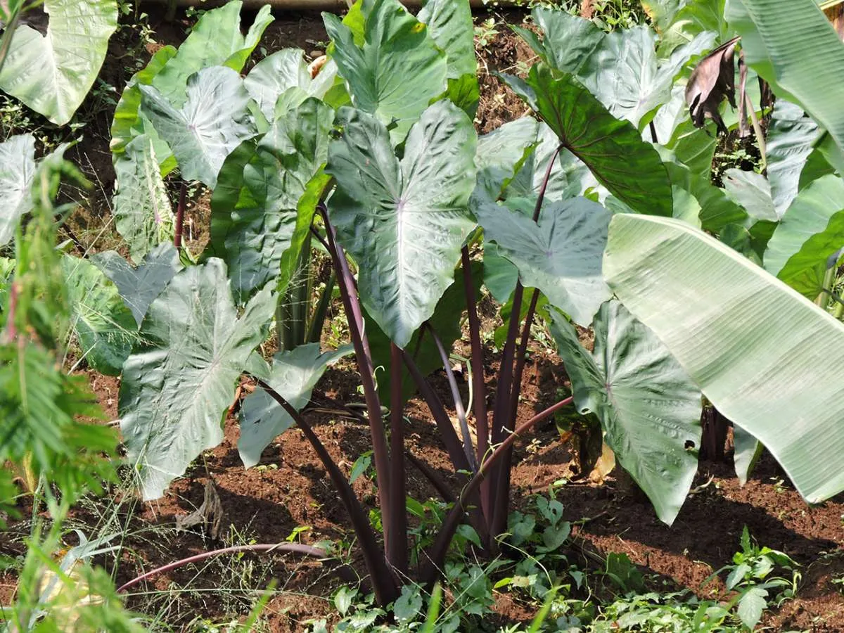 Manfaat Daun Talas Untuk Kesehatan, Ada 10 Hal Menarik Perhatian