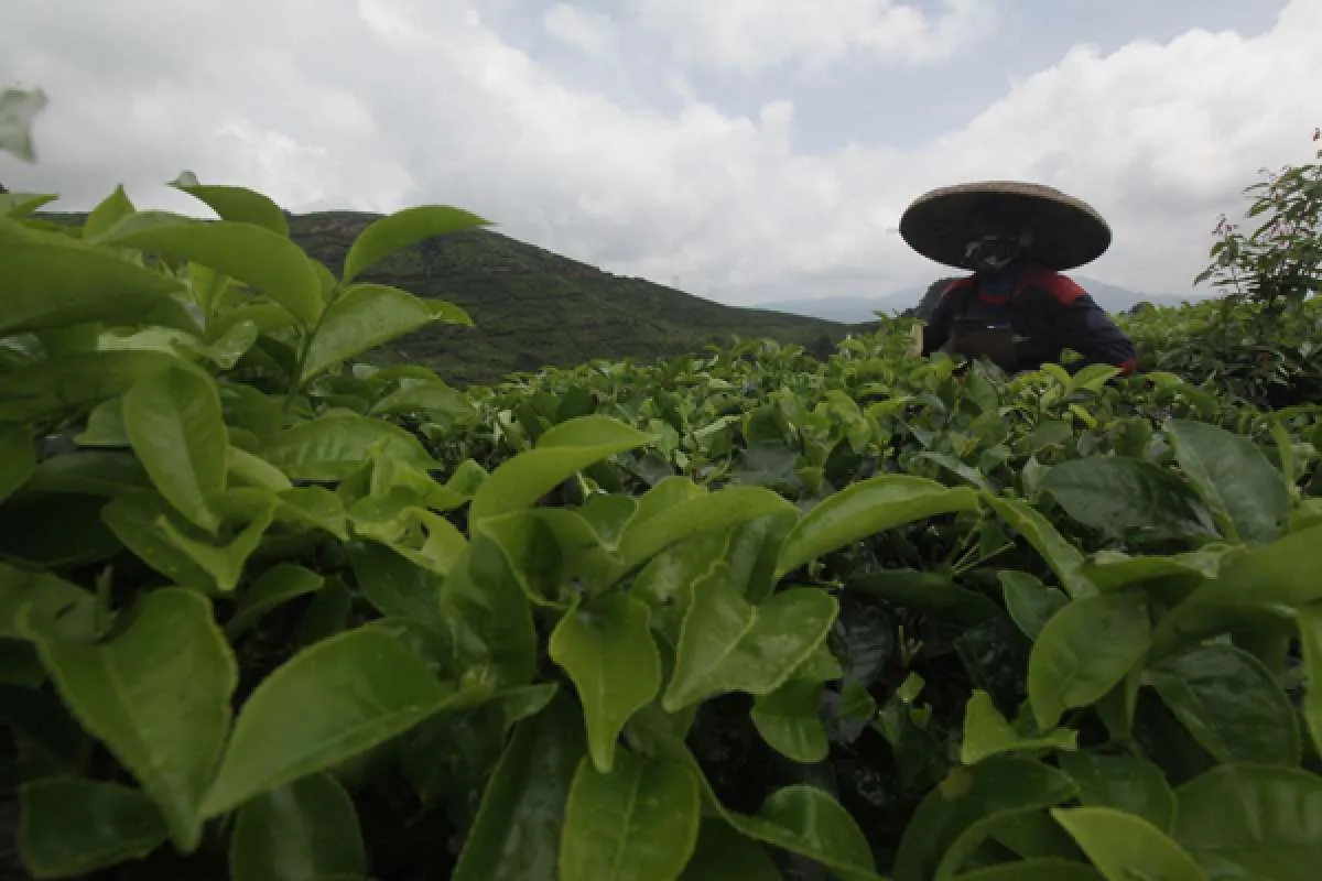 Produksi Komoditas Perkebunan Hadapi Tantangan dari Hulu Hingga Hilir