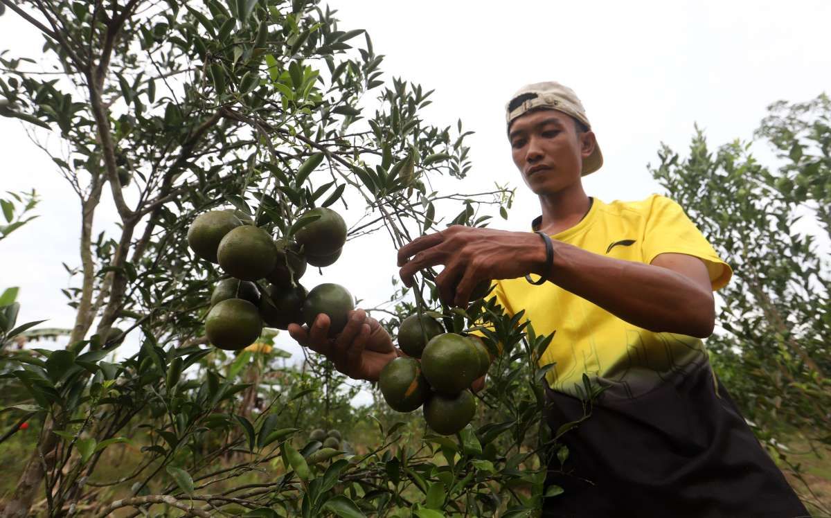 Petani Jeruk Desa Sejiram Semakin Cuan Karena Ada Internet INSANAK