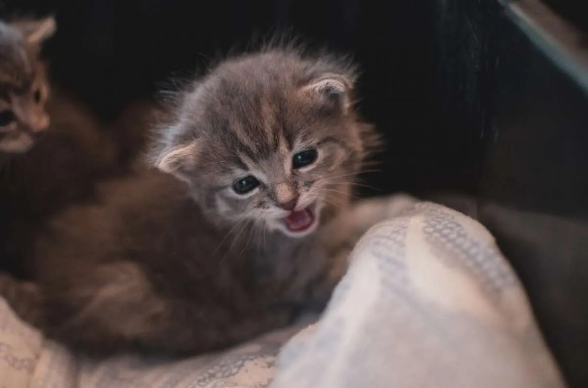 Bingung cara mengurusi anak kucing yang masih kecil? Simak beberapa tips ini