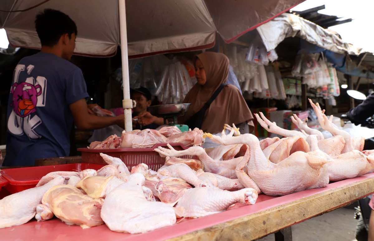 Tingkat Konsumsi Daging Ayam di Indonesia Masih Rendah