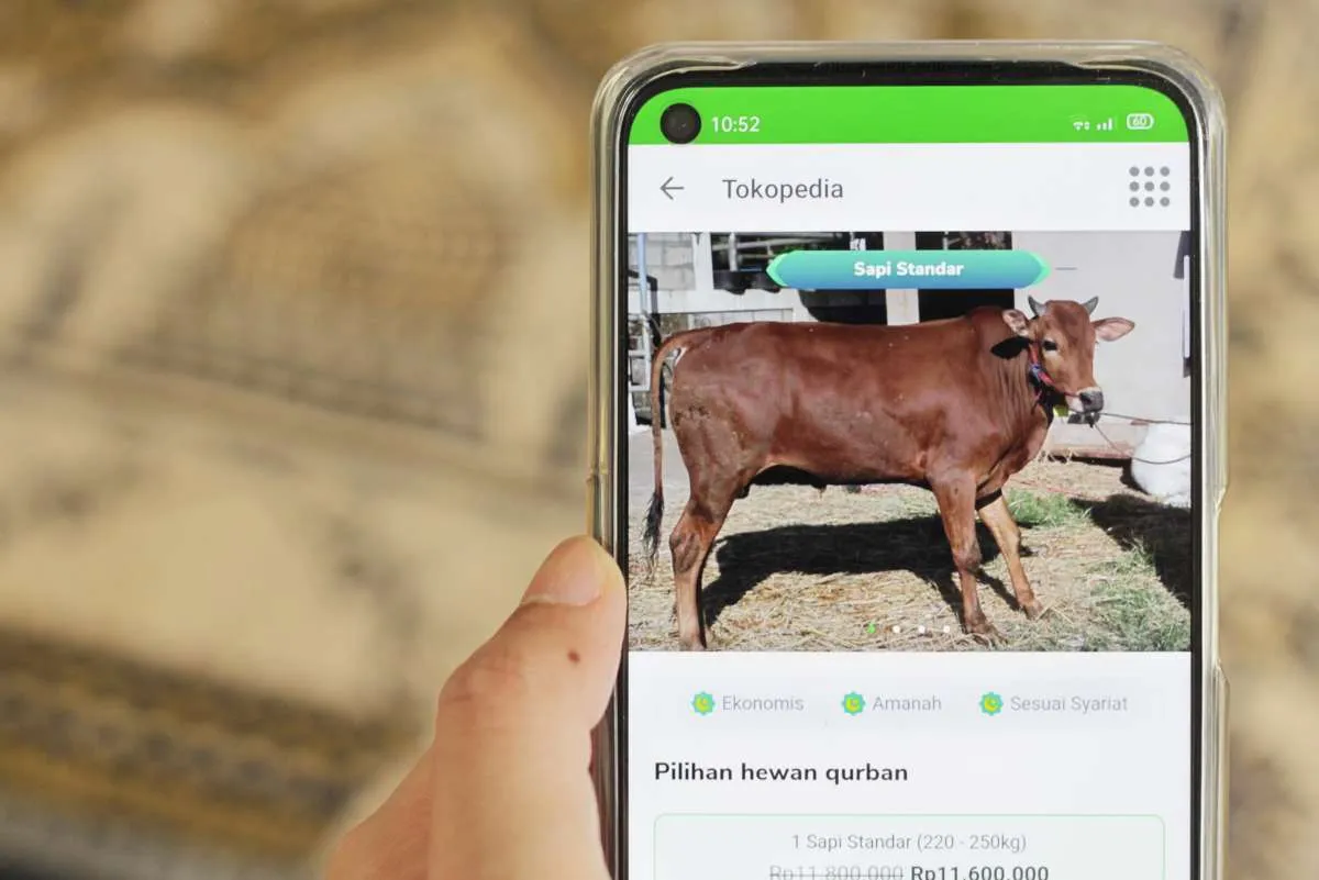 Cara nyaman beli hewan kurban lewat lapak online dan dapat diskon pula