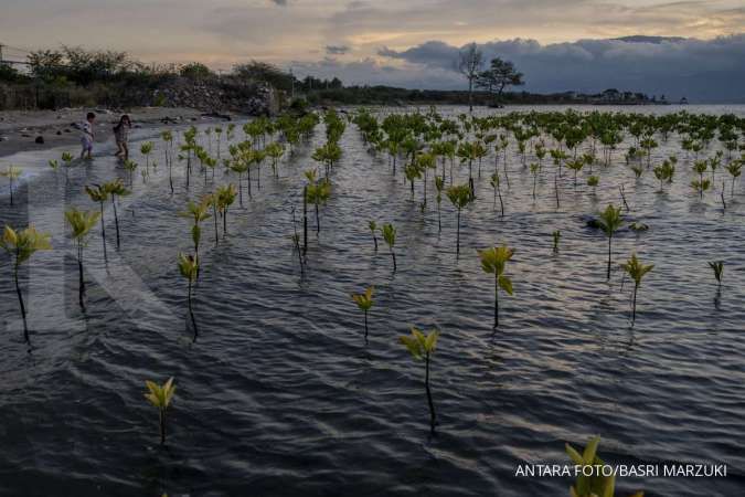 BRGM Bakal Gencarkan Restorasi Gambut dan Rehabilitasi Mangrove pada Tahun Depan