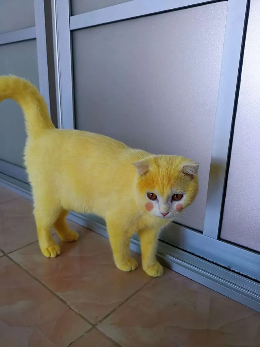 Viral kucing Pokemon! Ternyata ini penyebabnya