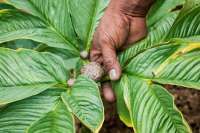 Tanam porang bisa dapat Rp 3 miliar tak sampai 2 tahun, begini caranya