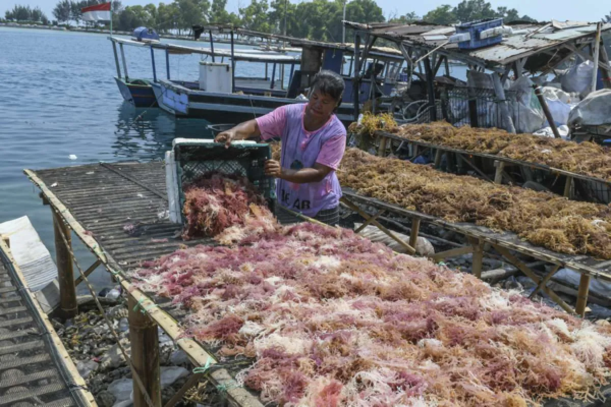 Anak usaha KBI dorong ekosistem sistem resi gudang rumput laut lewat cara ini