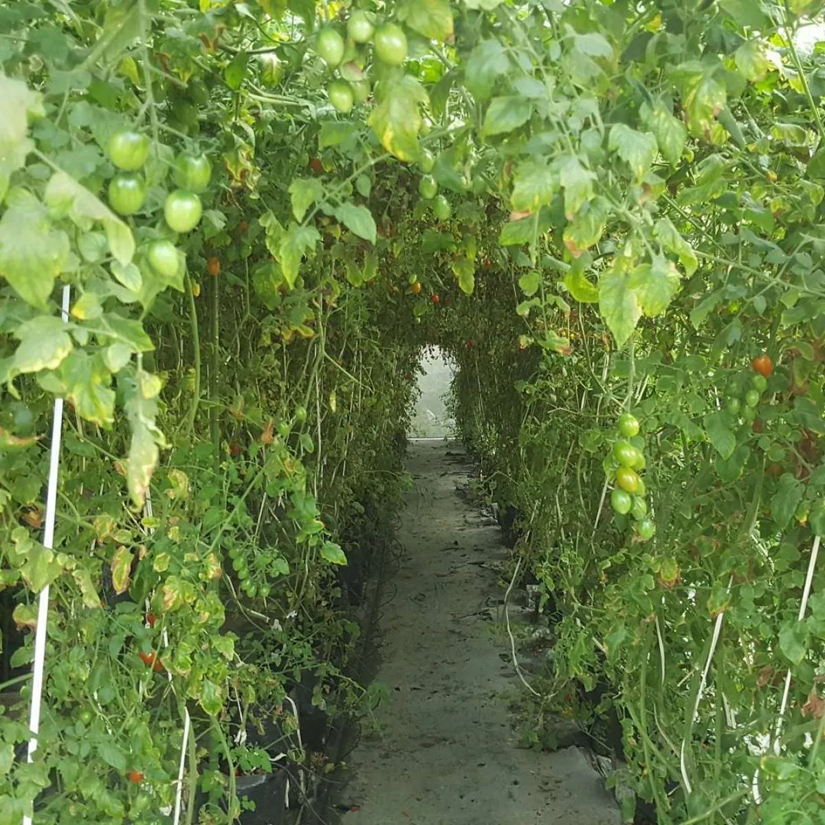 Kebun Begonia, tempat wisata di Lembang yang penuh hamparan bunga warna-warni