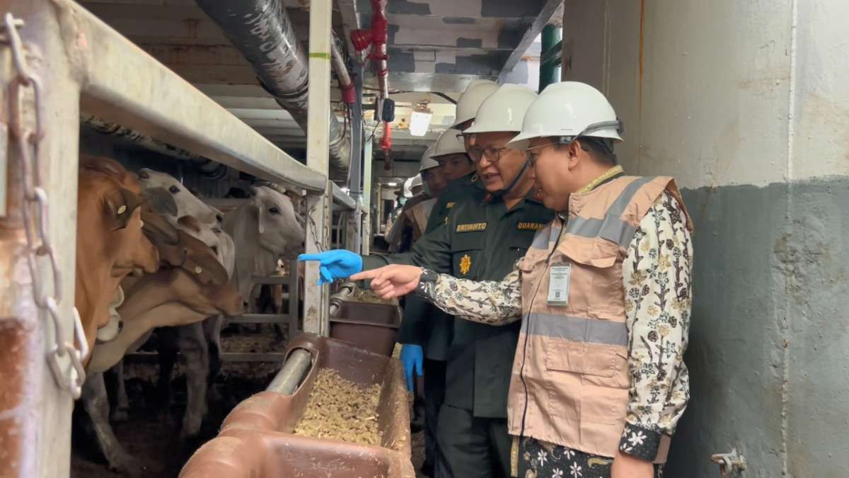 Peternak Menanti Skema Importasi Sapi Hidup