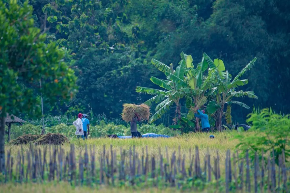 PIS Dorong Produktivitas Lahan Petani di Sleman, Dukung Swasembada Pangan