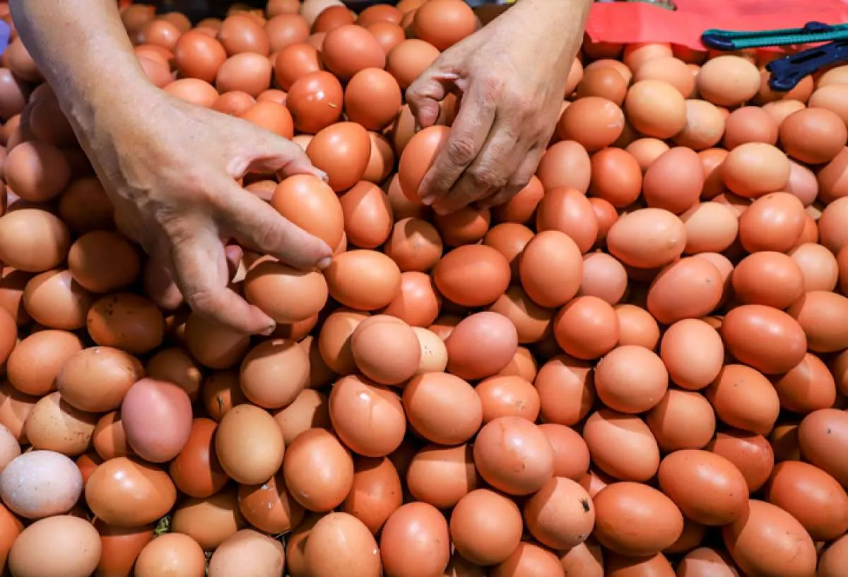 Harga telur ayam masih turun, Solo dan Surabaya paling parah