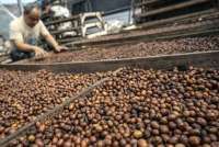Kopi Indonesia Raup Potensi Transaksi US$ 10,8 Juta di Eropa