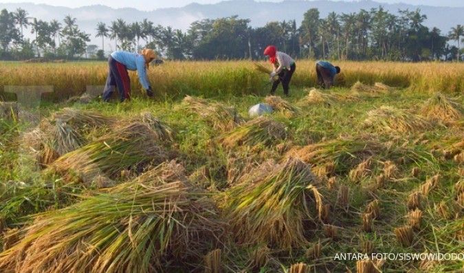El nino diprediksi turunkan produksi padi nasional