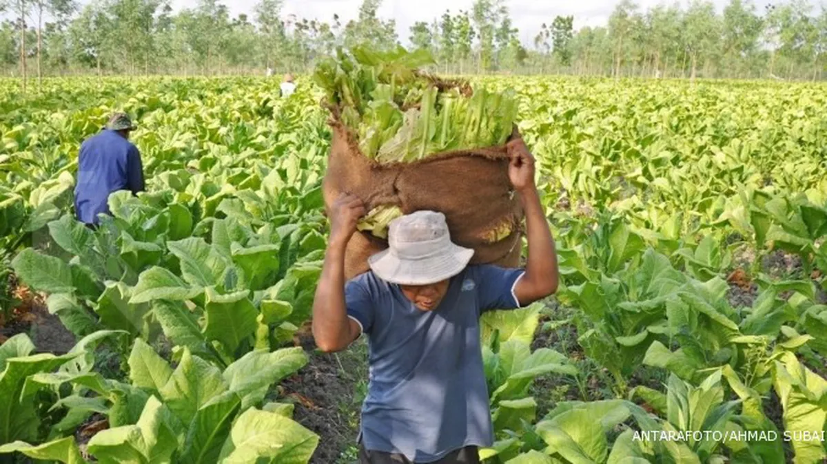 Presiden sudah teken beleid pembatasan tembakau