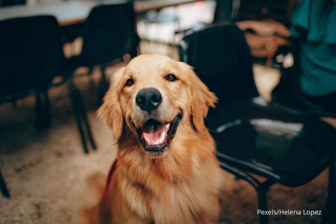 6 Tips Mengajak Anjing Jalan-jalan dengan Mobil, Anti Ribet dan Tetap Tenang 