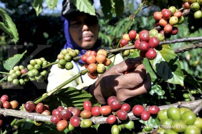 Tahun ini, produksi kopi Indonesia bakal turun 10%