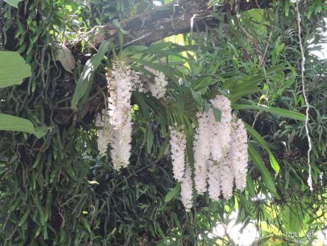 Rahasia Anggrek Putih Mekar Indah Sepanjang Tahun, Begini Cara Merawat Bunga Ini