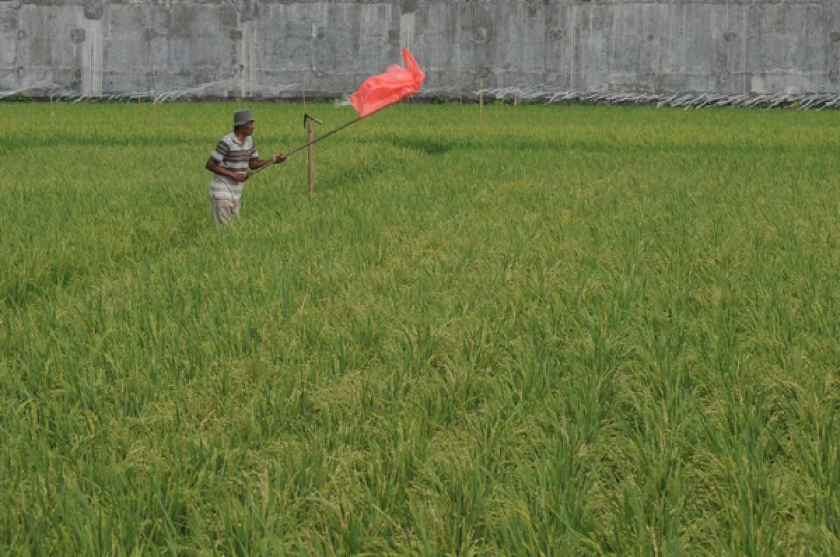 Kementan yakin realisasi asuransi usaha tani padi mencapai 1 juta hektare di 2020